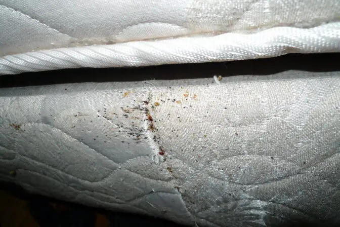 bedbugs in mattress cover see blood