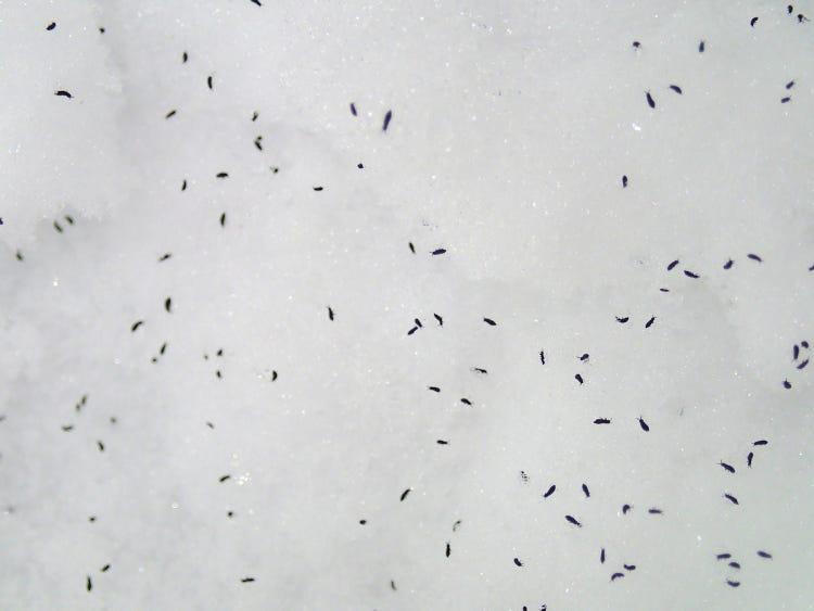 how to get rid of fleas in mattress and bedding