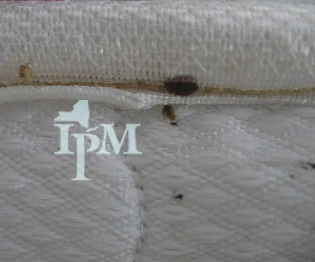 Can bed bugs climb up air mattress