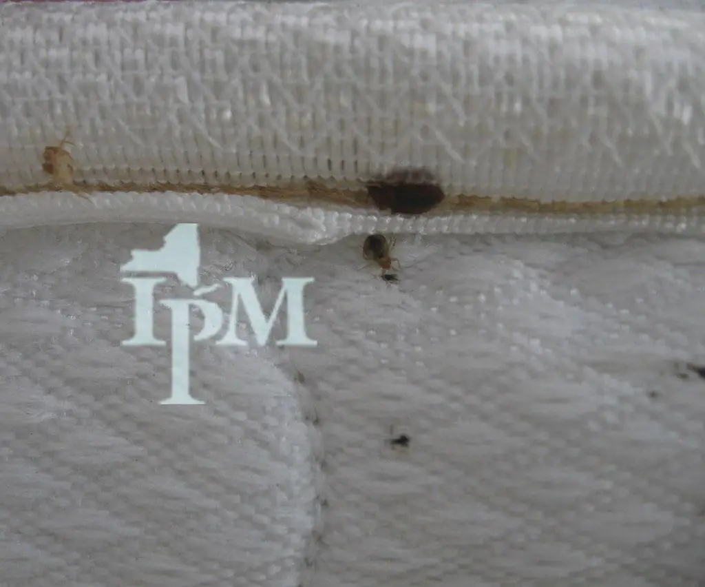 Can Bed Bugs Climb Up Air Mattress?