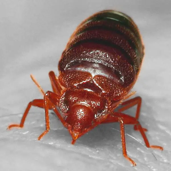 Can bed bugs climb up air mattress