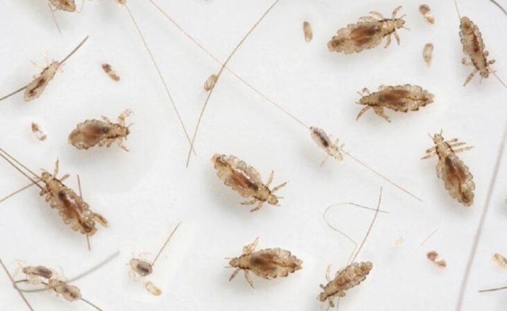 How Long Do Lice Live On Mattress?