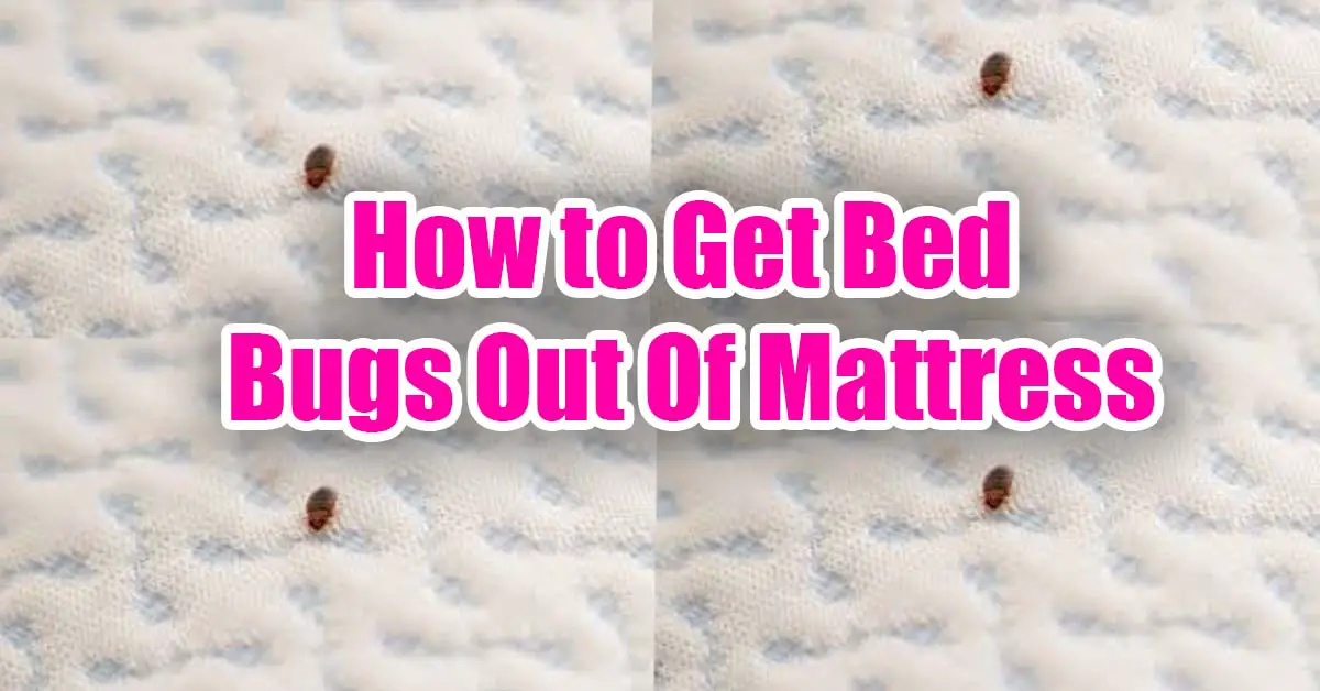 How To Get Bed Bugs Out Of Mattress? SleepingVibe