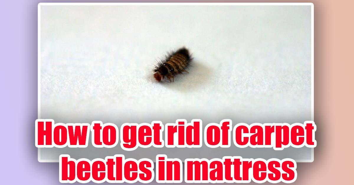 How To Get Rid Of Carpet Beetles In Mattress? (6 Easy Ways) SleepingVibe