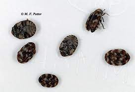 How to get rid of carpet beetles in mattress