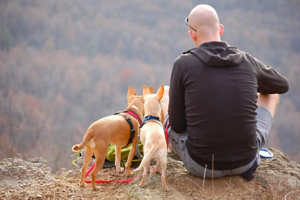 How to Protect Air Mattress From Dog